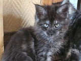 4 chatons Maine Coon mâles LOOF nés en avril 2026 à réserver