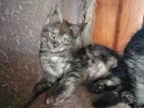 4 chatons Maine Coon mâles LOOF nés en avril 2026 à réserver