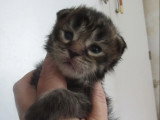 8 chatons Maine Coon LOOF à réserver, nés en mai 2026