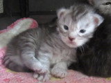 8 chatons Maine Coon LOOF à réserver, nés en mai 2026