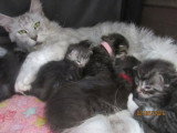 8 chatons Maine Coon LOOF à réserver, nés en mai 2026