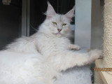 8 chatons Maine Coon LOOF à réserver, nés en mai 2026