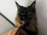 Chatte Maine Coon LOOF  issue de lignées russes à vendre