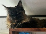 Chatte Maine Coon LOOF  issue de lignées russes à vendre
