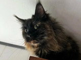 Chatte Maine Coon LOOF  issue de lignées russes à vendre