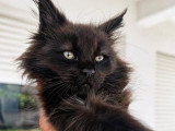 Chaton femelle Maine Coon black smoke LOOF à vendre