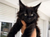 Chaton femelle Maine Coon black smoke LOOF à vendre