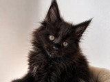 Chaton femelle Maine Coon black smoke LOOF à vendre
