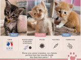 Chatons Maine Coon à vendre