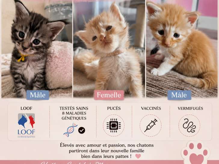 Chatons Maine Coon à vendre