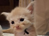 Chatons Maine Coon à vendre
