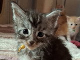 Chatons Maine Coon à vendre