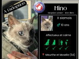 À adopter : chat de 10 ans au pelage gris et blanc