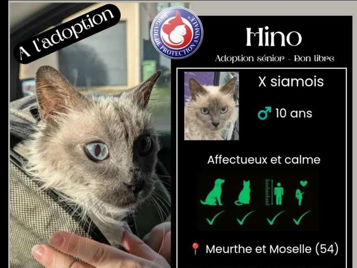 À adopter : chat de 10 ans au pelage gris et blanc