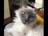 À adopter : chat de 10 ans au pelage gris et blanc