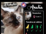 En attente d'un foyer : chatte Siamoise de 2 ans