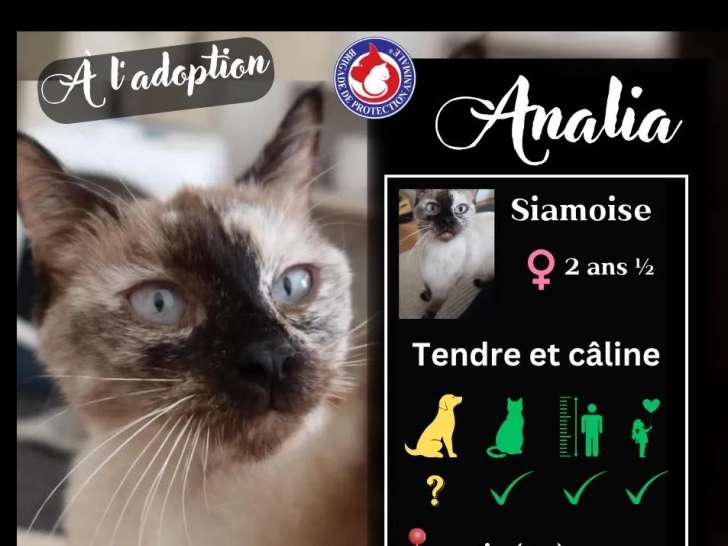 En attente d'un foyer : chatte Siamoise de 2 ans