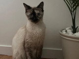 En attente d'un foyer : chatte Siamoise de 2 ans