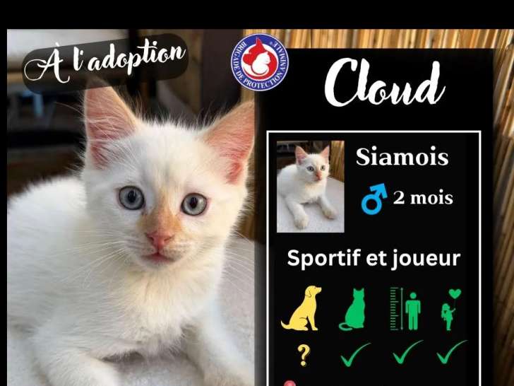 En quête d'un foyer : chaton mâle Siamois blanc de 2 mois