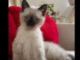 Prêt pour l'adoption : chaton mâle Siamois de 2 mois