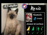 Prêt pour l'adoption : chaton mâle Siamois de 2 mois