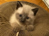 À accueillir : chaton mâle Siamois de 2 mois