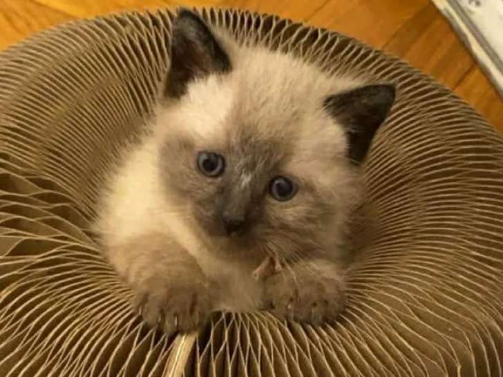 À accueillir : chaton mâle Siamois de 2 mois