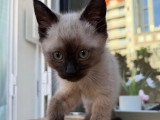 À accueillir : chaton mâle Siamois de 2 mois
