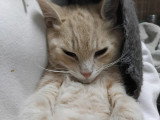 À la recherche d'une famille : chaton mâle de 9 mois au pelage sable
