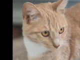 Disponible à l'adoption : chaton femelle de 5 mois au pelage sable