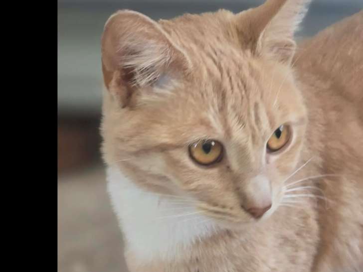 Disponible à l'adoption : chaton femelle de 5 mois au pelage sable