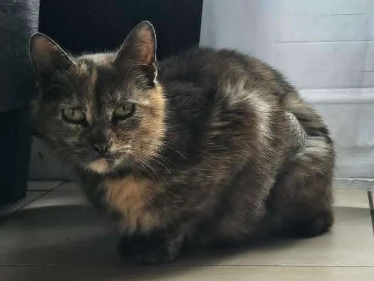 En attente d'adoption : chatte de 3 ans au pelage écaille de tortue
