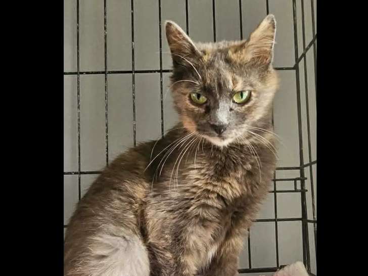 À adopter : chatte de 2 ans au pelage écaille de tortue