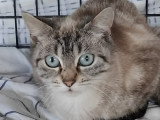 En quête d'un foyer : chaton femelle de 11 mois au pelage gris et blanc