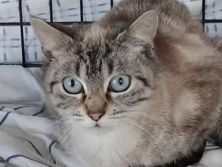 En quête d'un foyer : chaton femelle de 11 mois au pelage gris et blanc