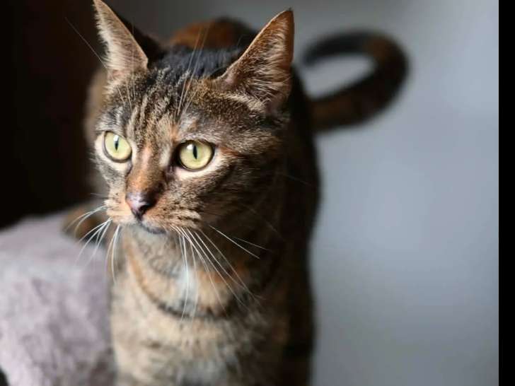 Prêt pour l'adoption : chatte de 3 ans au pelage écaille de tortue
