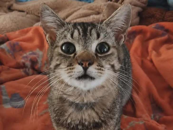 Adoption disponible : chat tigré d'un an