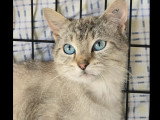 À la recherche d'une famille : chaton mâle de 11 mois au pelage gris et blanc