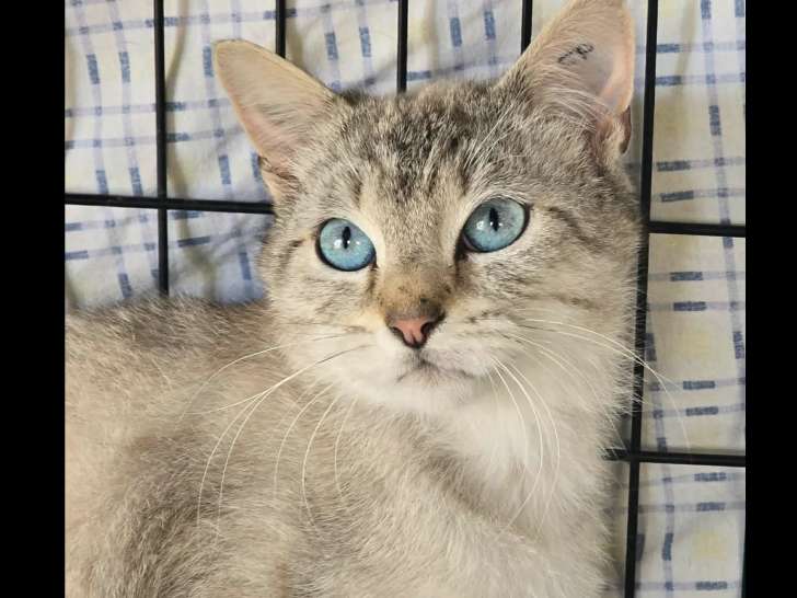 À la recherche d'une famille : chaton mâle de 11 mois au pelage gris et blanc