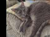 En attente d'un foyer : chatte grise de 4 ans