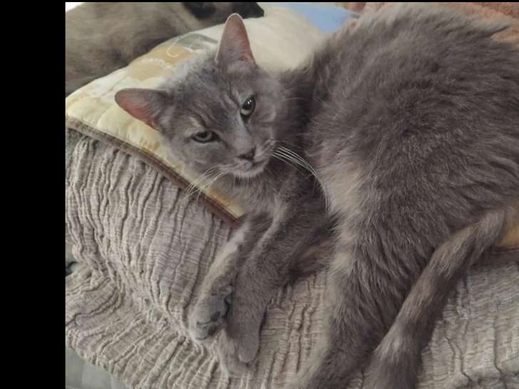 En attente d'un foyer : chatte grise de 4 ans