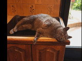 Disponible à l'adoption : chat gris de 4 ans