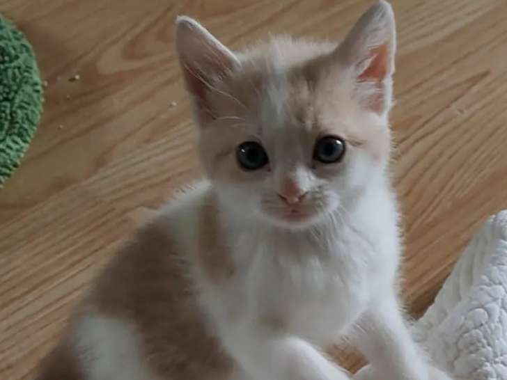En attente d'adoption : chaton femelle roux et blanc de 2 mois