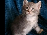 À adopter : chaton mâle gris et blanc de 2 mois