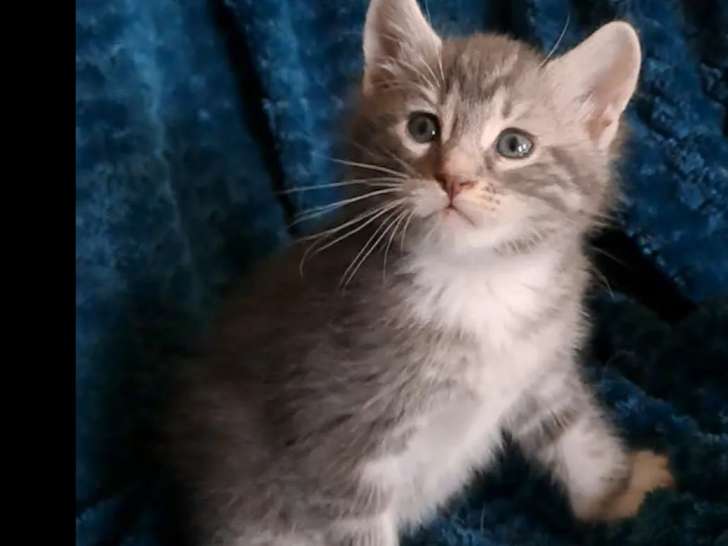 À adopter : chaton mâle gris et blanc de 2 mois