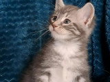 À adopter : chaton mâle gris et blanc de 2 mois