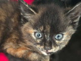 En attente d'un foyer : chaton femelle écaille de tortue de 2 mois