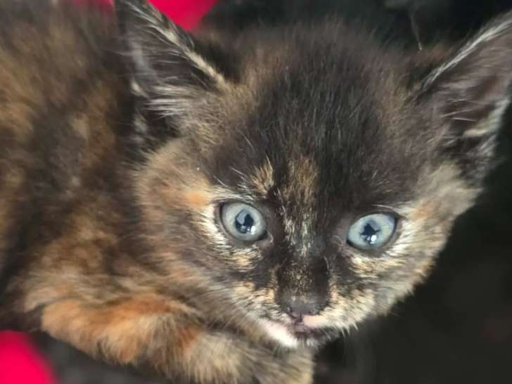 En attente d'un foyer : chaton femelle écaille de tortue de 2 mois