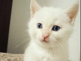 Prêt pour l'adoption : chaton femelle au pelage blanc de 2 mois