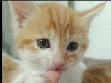 À accueillir : chaton femelle roux et blanc de 2 mois